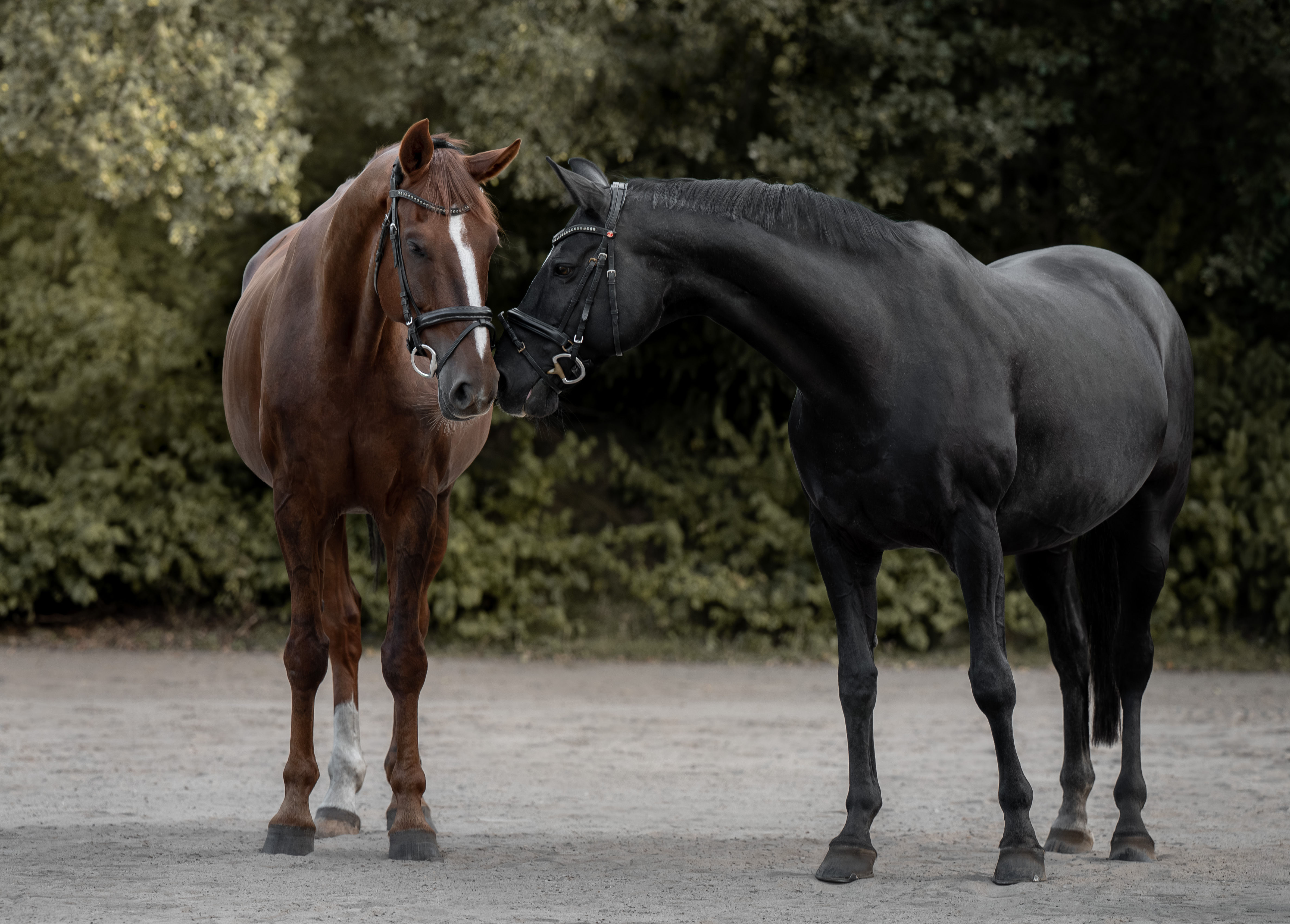 DSC 8827 Bearbeitet