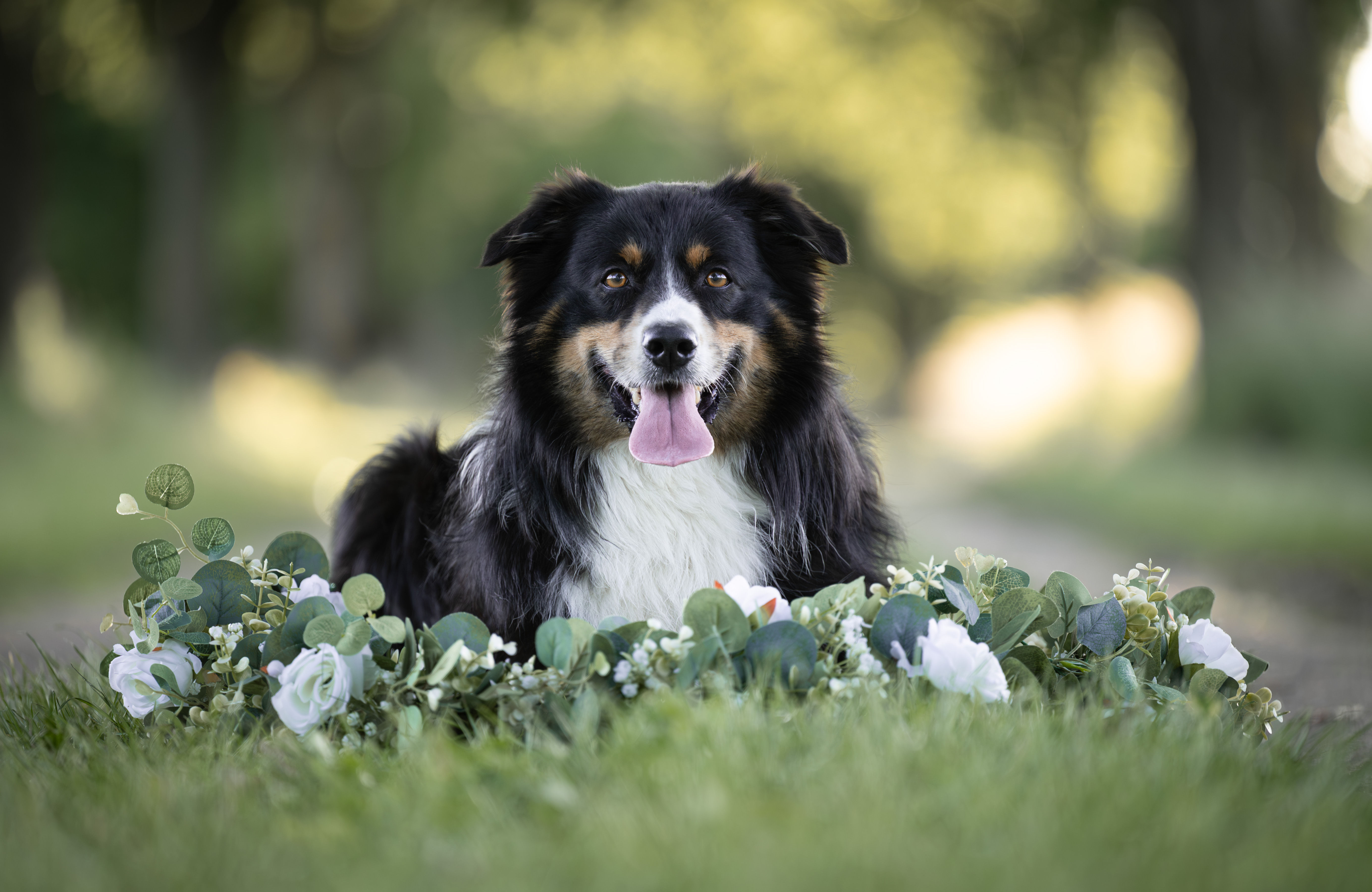 Hundefotografie auf der Service-Seite