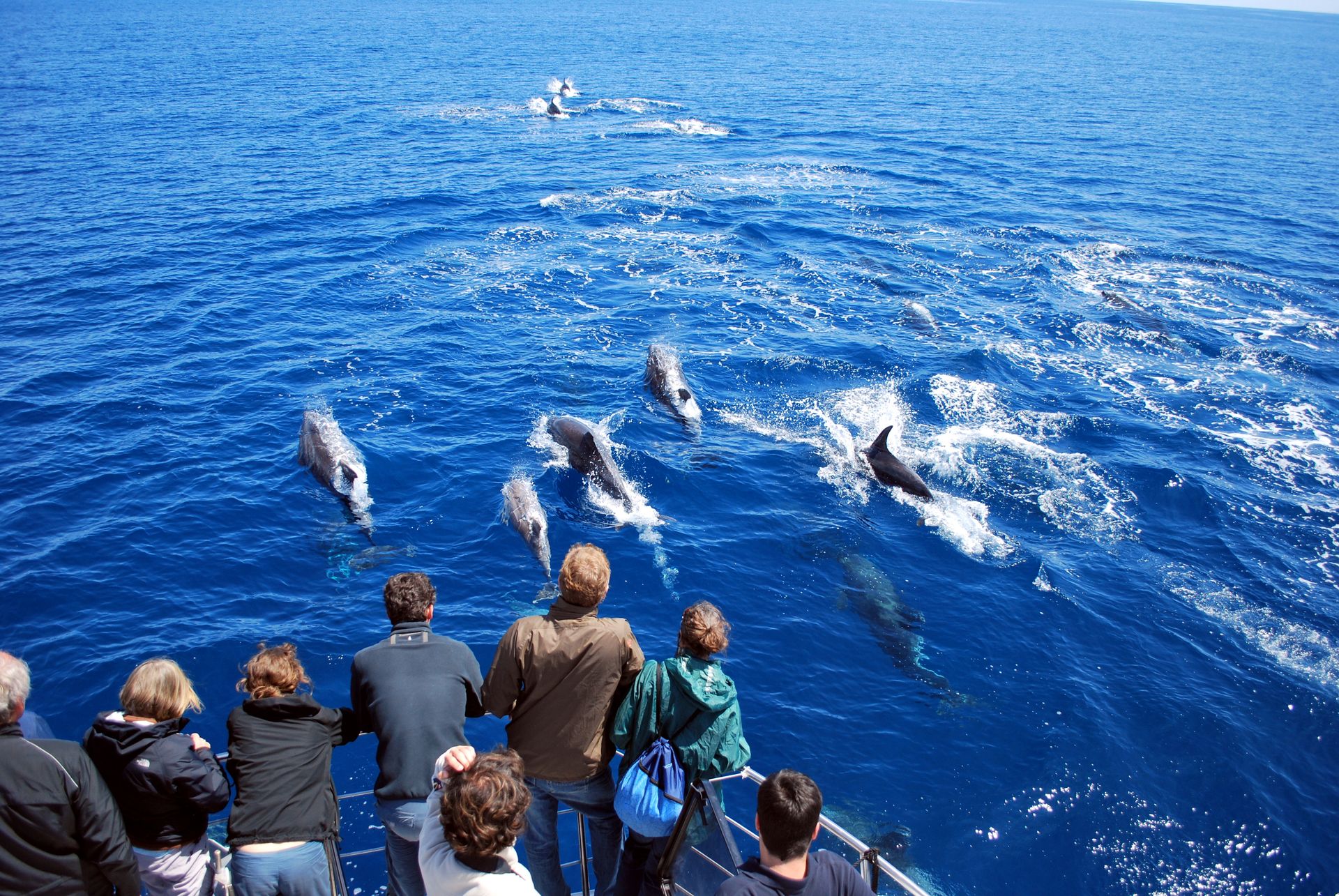 Delfin- & Whale-Watching Bootstour