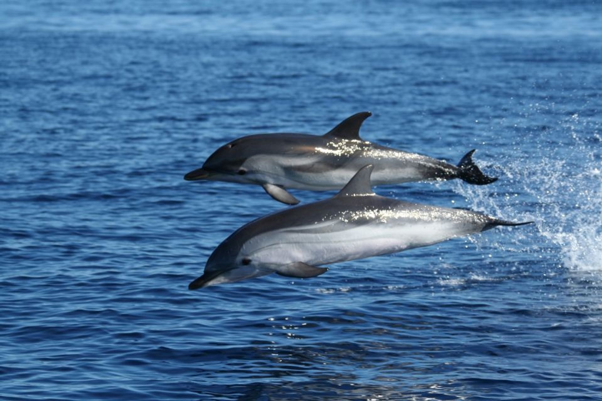 Delfinbeobachtung & Schnorcheln Bootstour (ab Olbia)