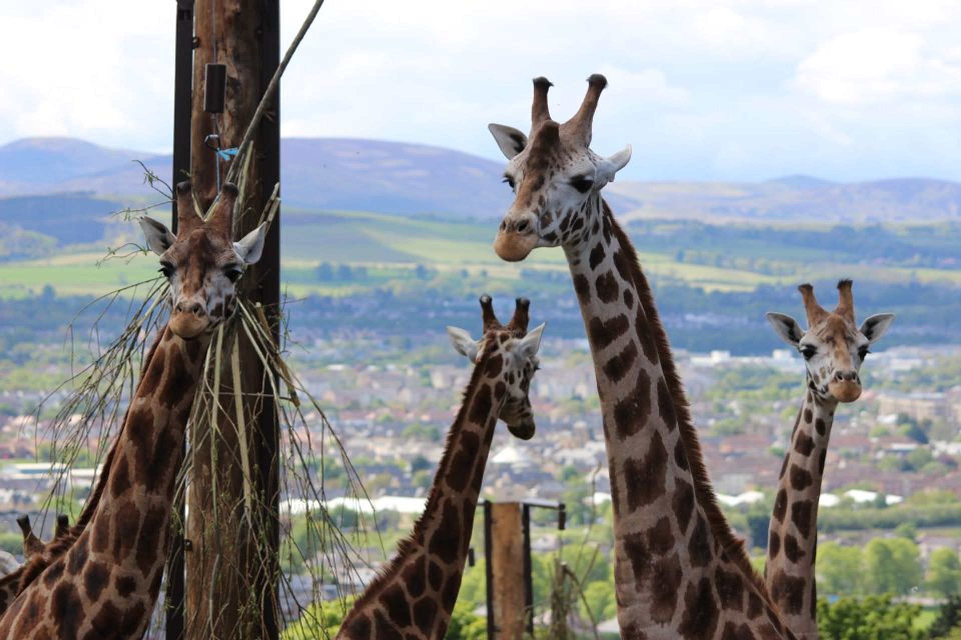 Ticket für den Edinburgh Zoo
