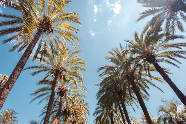 Cannes - dein glamouröses Finale an der Côte d’Azur