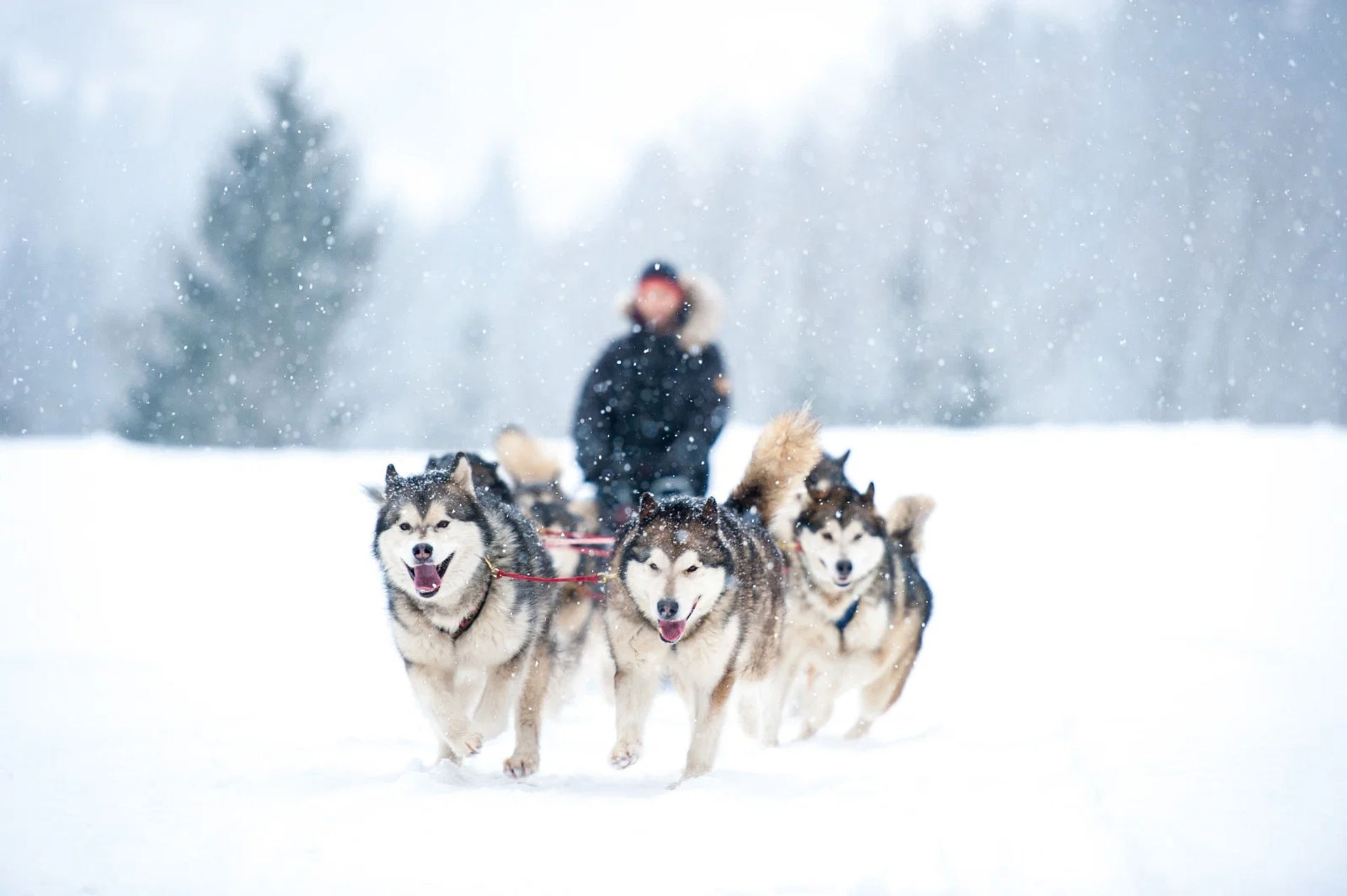 Husky-Schlittenfahrt (5 km)