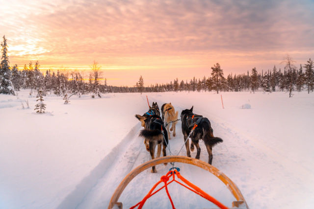 Winterträume in Rovaniemi - Huskies & Polarkreis