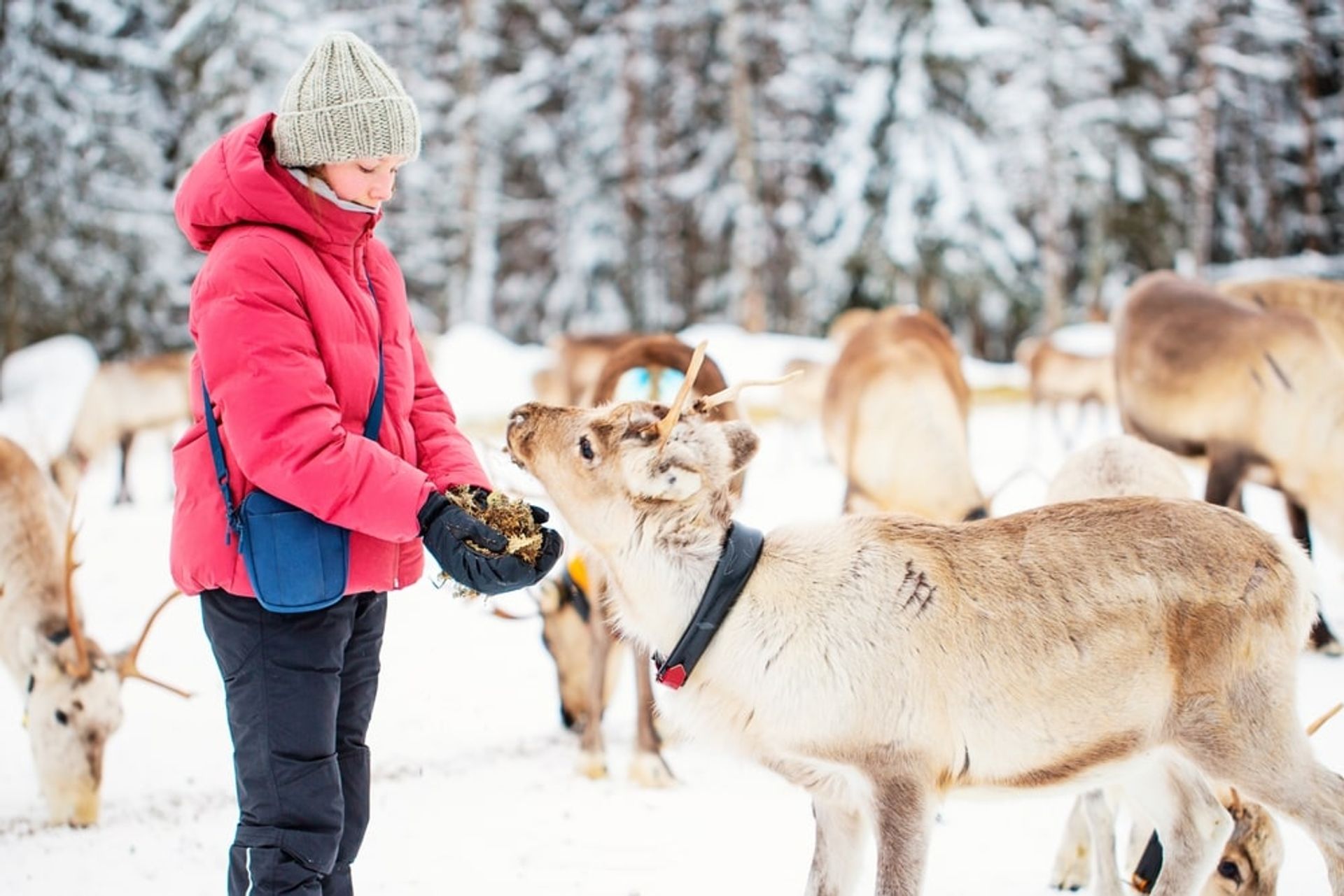 Besuch Rentierfarm inkl. Rentier-Schlittenfahrt