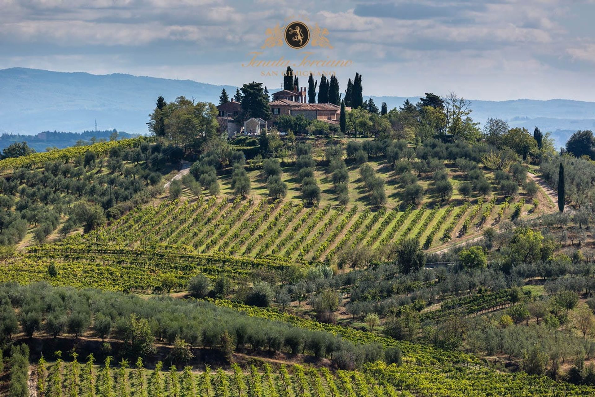 Weinverkostung & Dinner zwischen den Weinreben am Weingut Tenuta Torciano (inkl. Transfer)