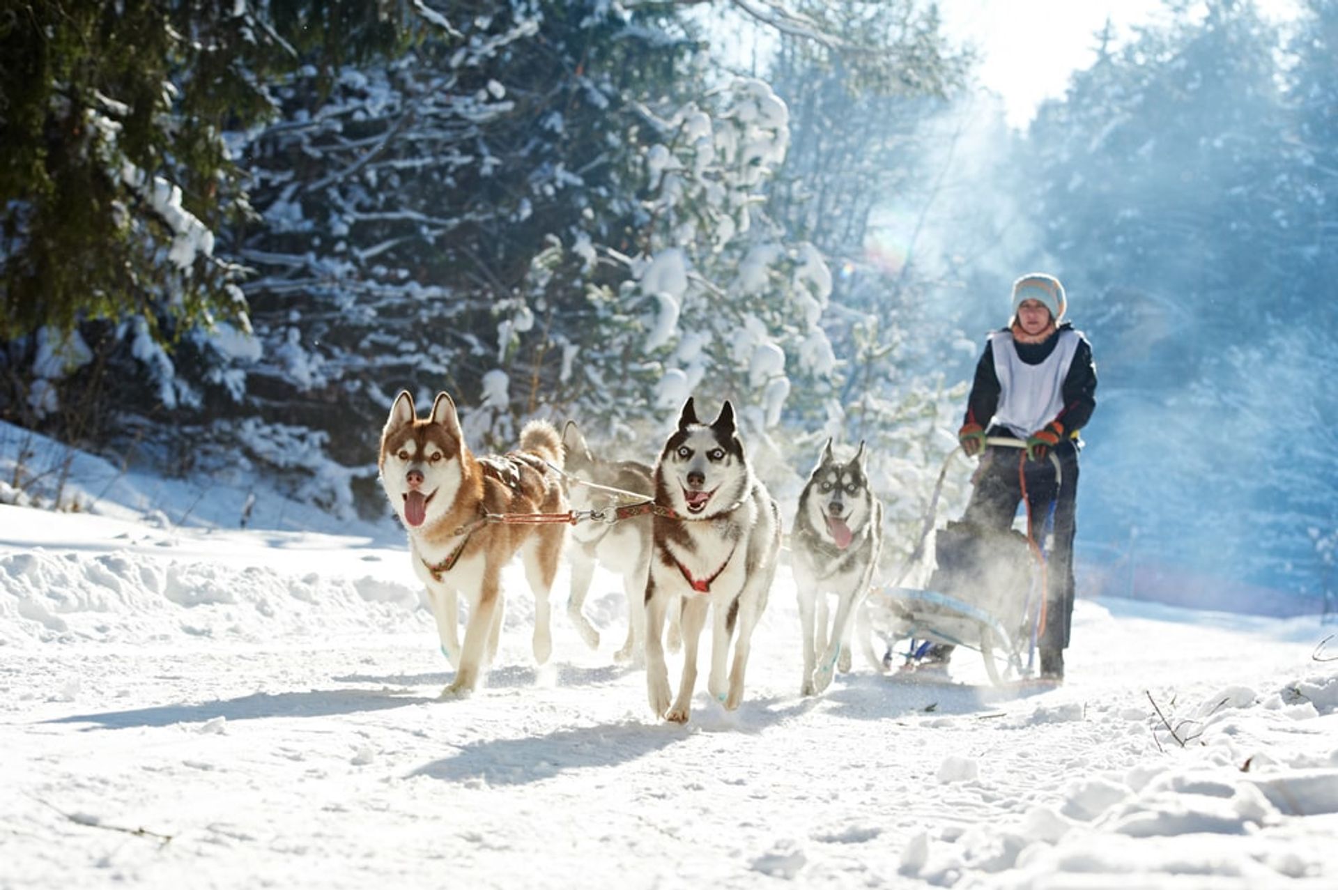 Husky-Schlittenfahrt (5 km)