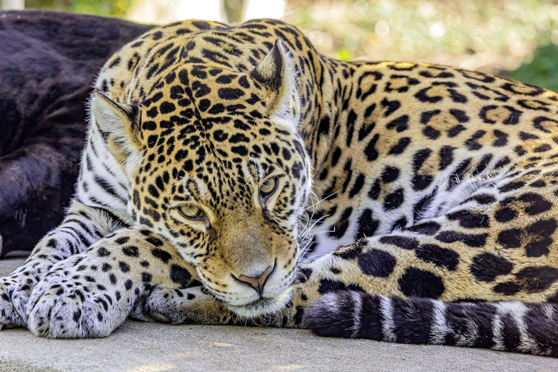 Zoologischer Park Paris