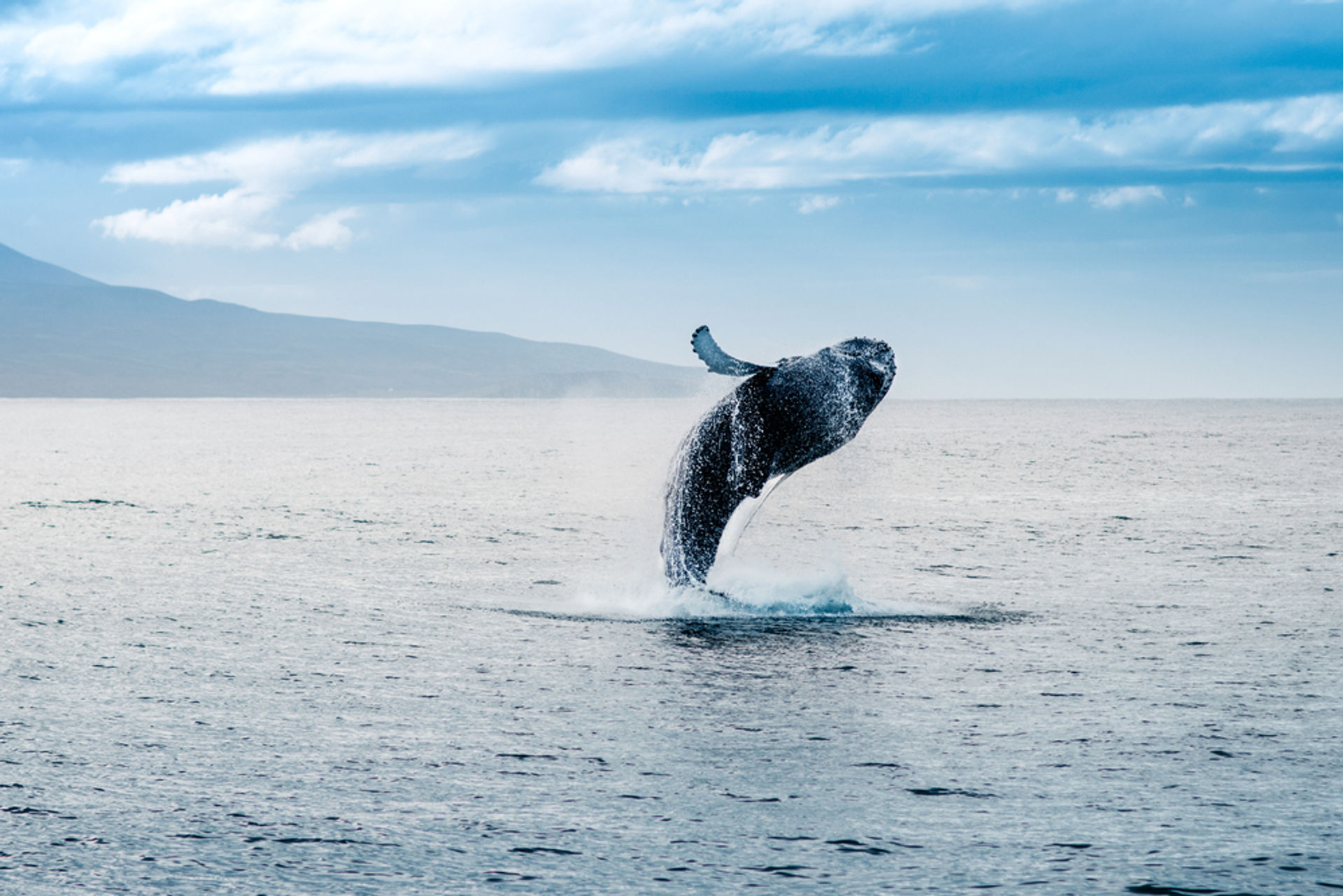 Whale Watching Deluxe-Tour