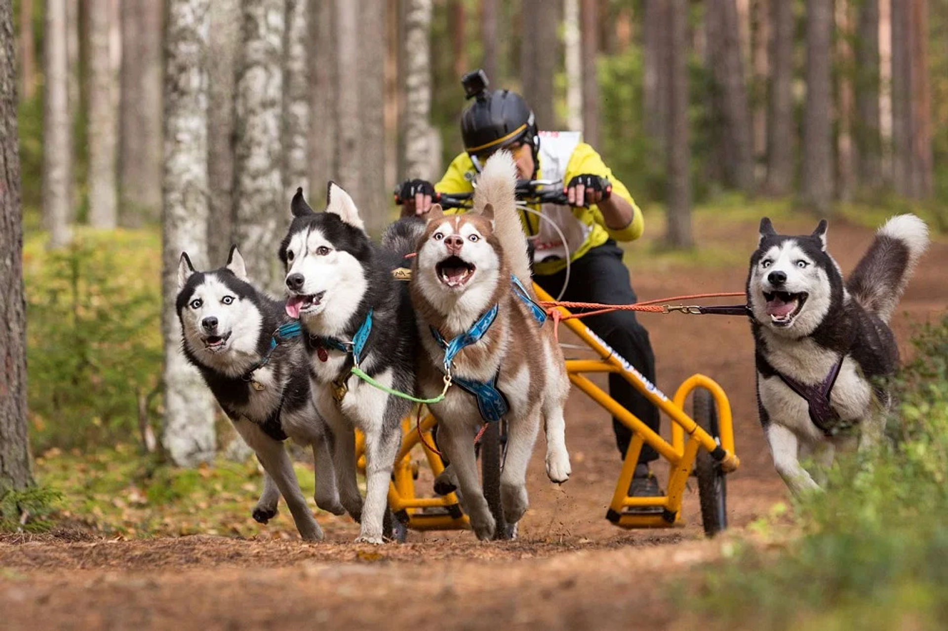 Husky-Safari Abenteuer Rovaniemi