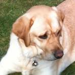 Hello, I am the Dog's alt text