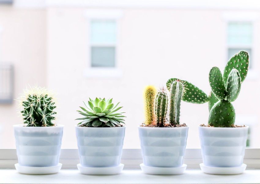 Succulent Planters
