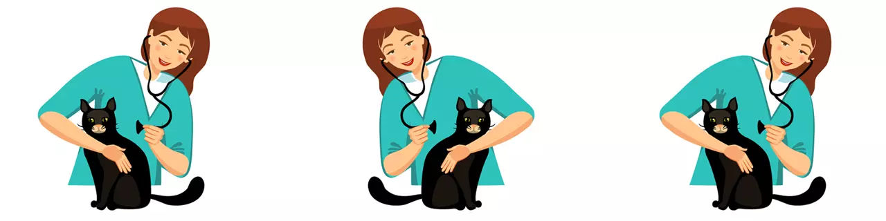 Sick Cat Treatment Services