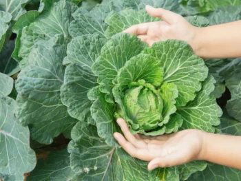 9 Manfaat Sayuran Hijau untuk Kesehatan Tubuh