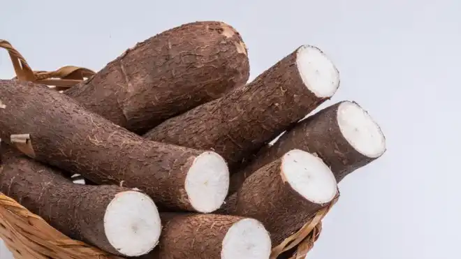 10 Manfaat Tanaman Palawija & Jenisnya di Indonesia