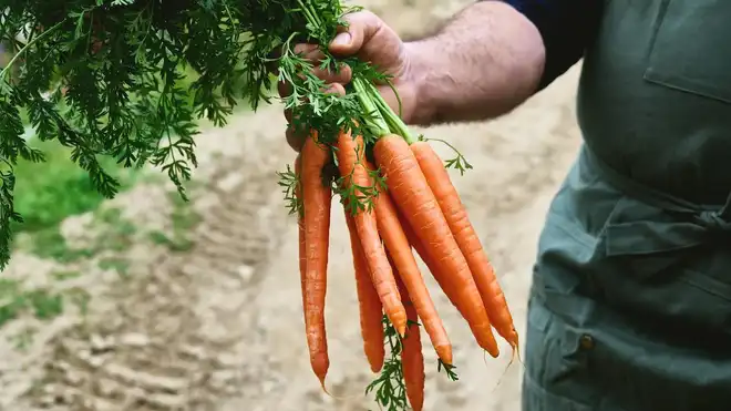 Cara Menanam Wortel di Botol AQUA Bekas, Praktis Bagi Pemula!