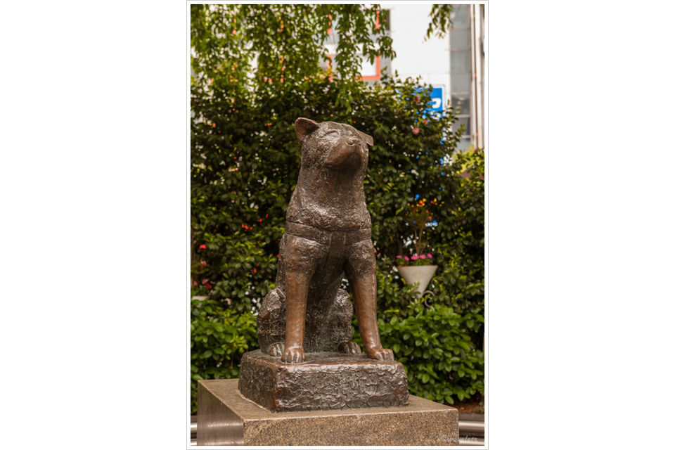 Statue of Hachiko (忠犬公像)