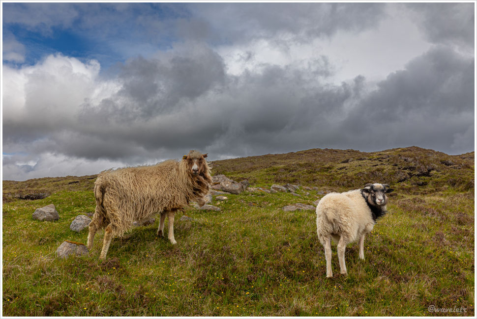 Sheep by Lake Sørvágsvatn, Trælanípa, Vágar