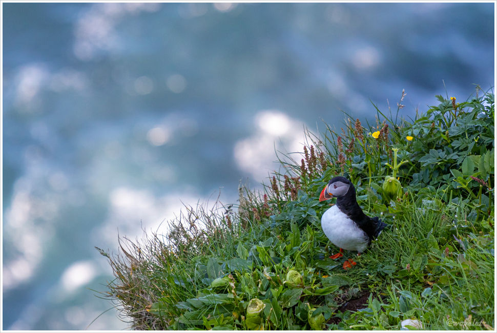 Puffins, Mykines