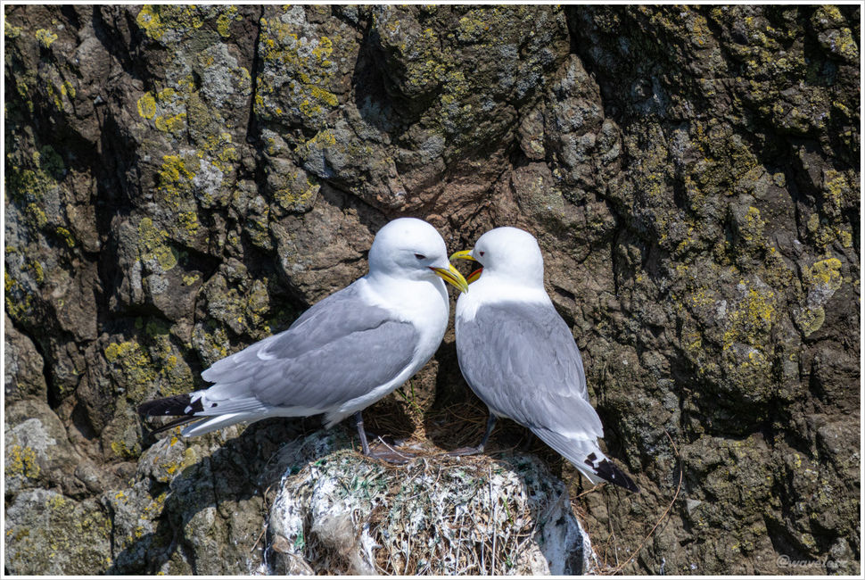 Kittiwake, Mykines
