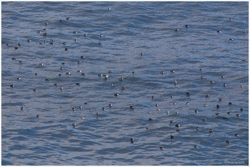 Puffins, Mykines