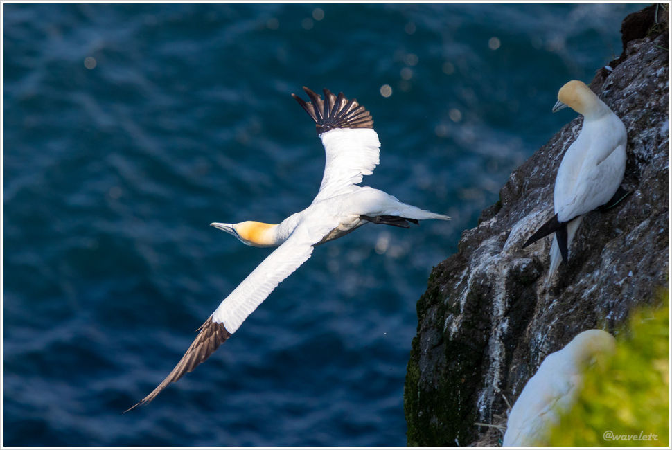 Northern gannet, Mykines