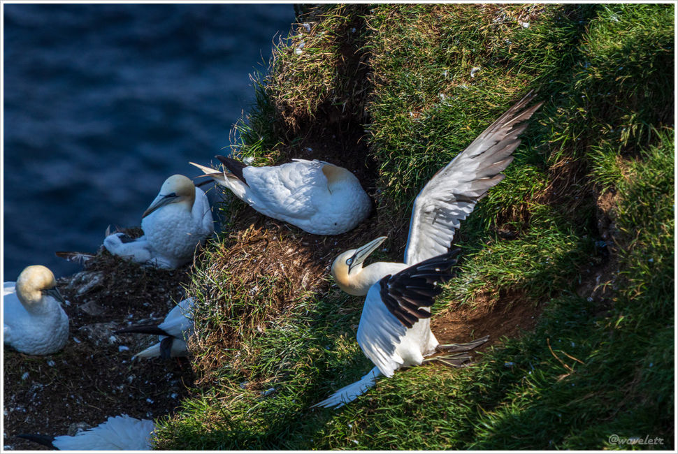 Northern gannet, Mykines