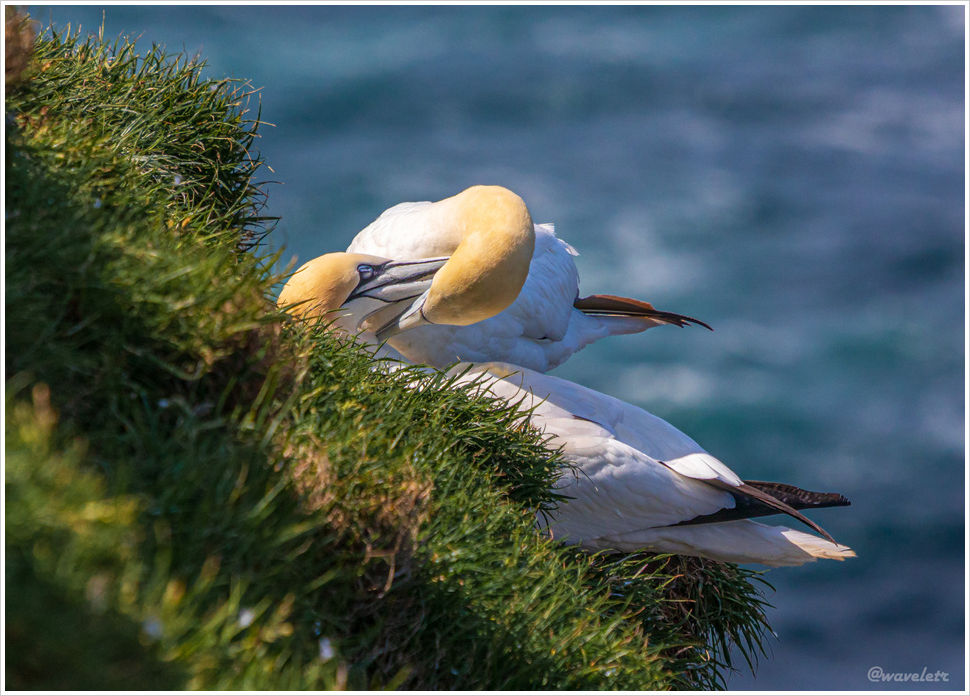 Northern gannet, Mykines