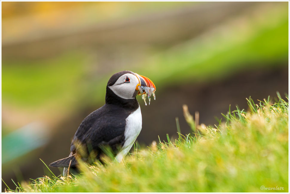 Puffins, Mykines