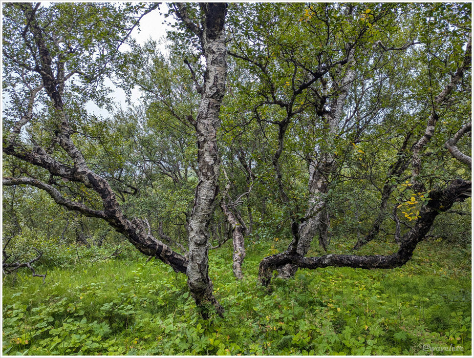 Hamraskógar forest