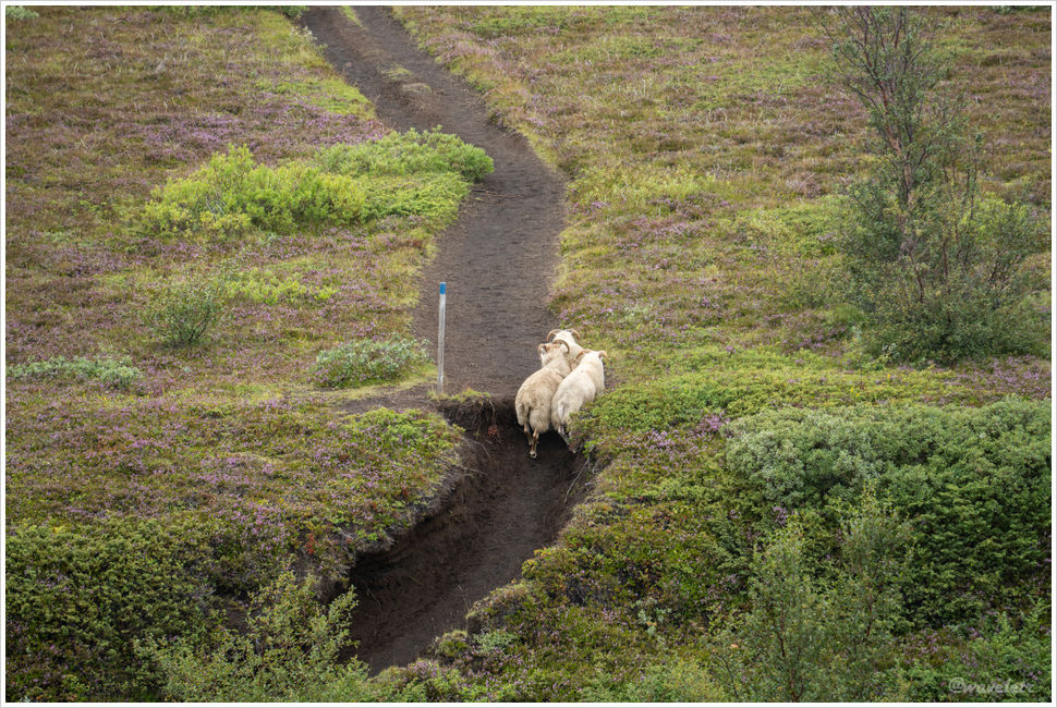 Laugavegur Trail