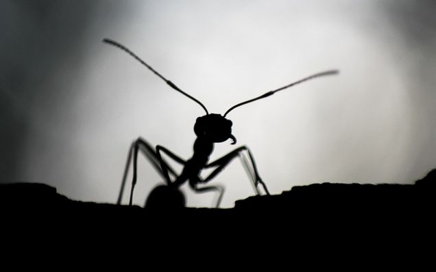 https://ik.imagekit.io/wawydo/7608f506-9c89-482d-9c31-664ee284b7ed_qn7Fv5jHC.jpg