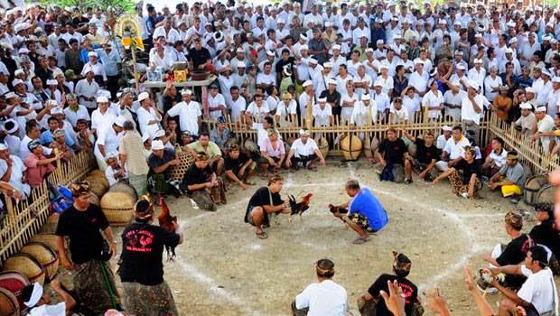 Cockfighting Tajen or Tabuh Rah Tradition in Bali