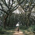 de-djawatan-banyuwangi-forest-scaled