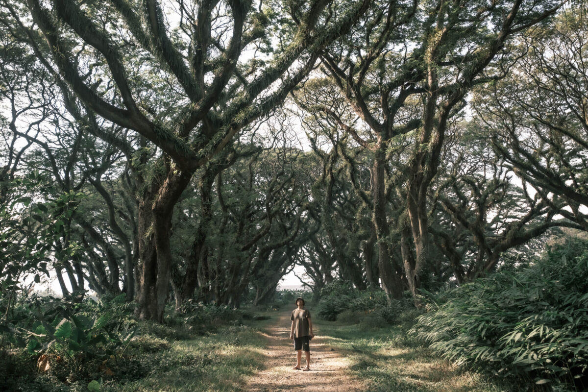 de-djawatan-banyuwangi-forest-scaled