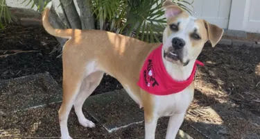 Flyers of Hope: Adopt Bambi, August 2026