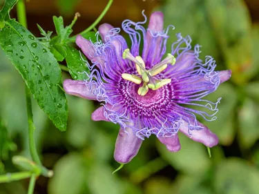 Medicinal Plant Walk