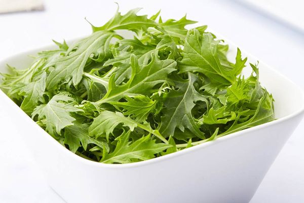 Rocket Salad
