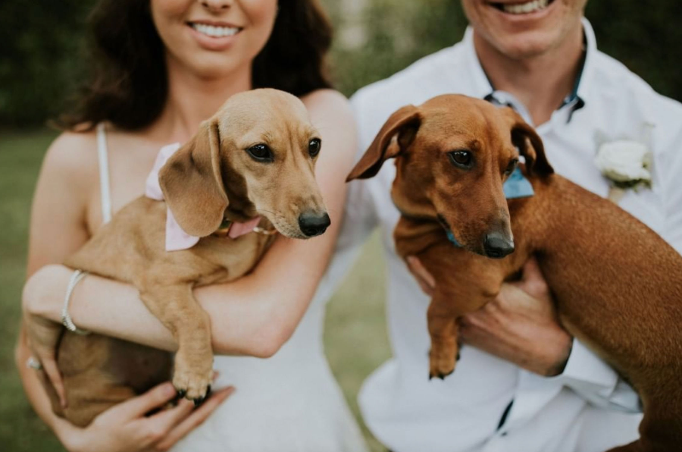 How To Plan A Pet-Friendly Wedding