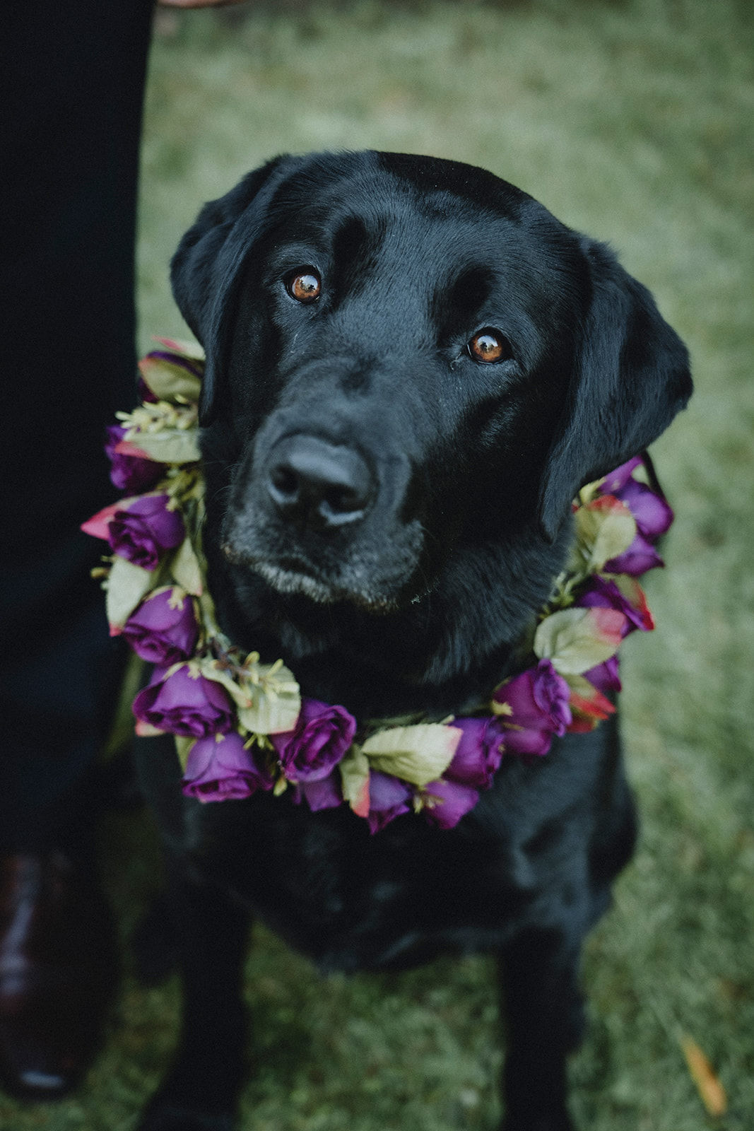 Mrs Barker’s Pet Services