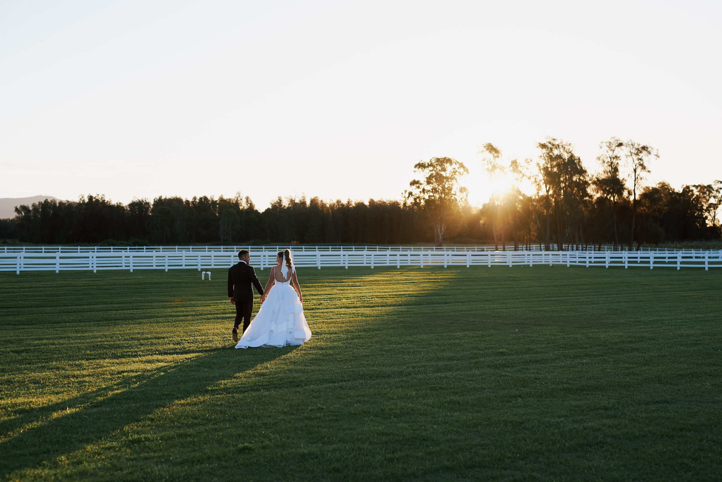 Dark Horse Vineyard