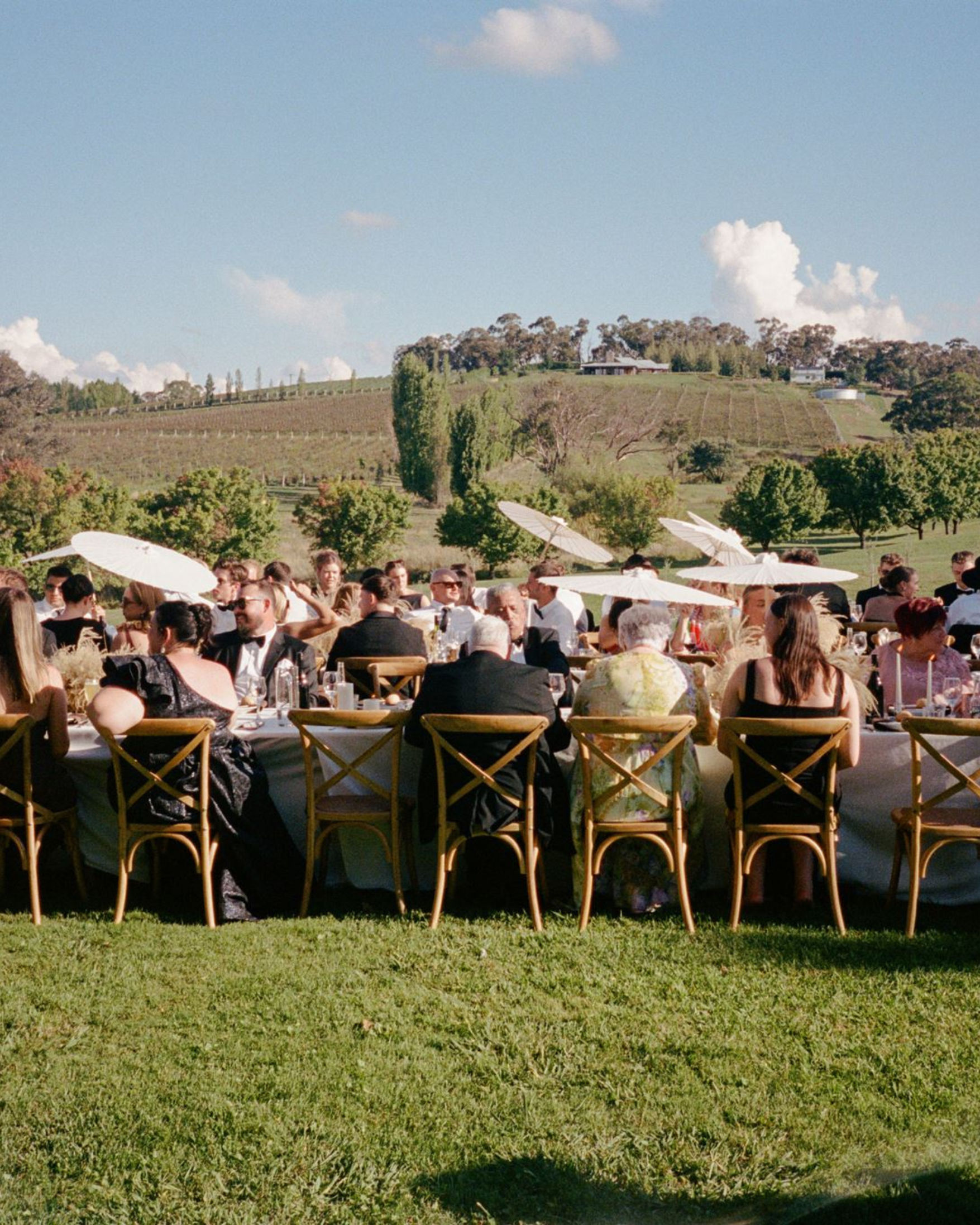 Mayfield Vineyard