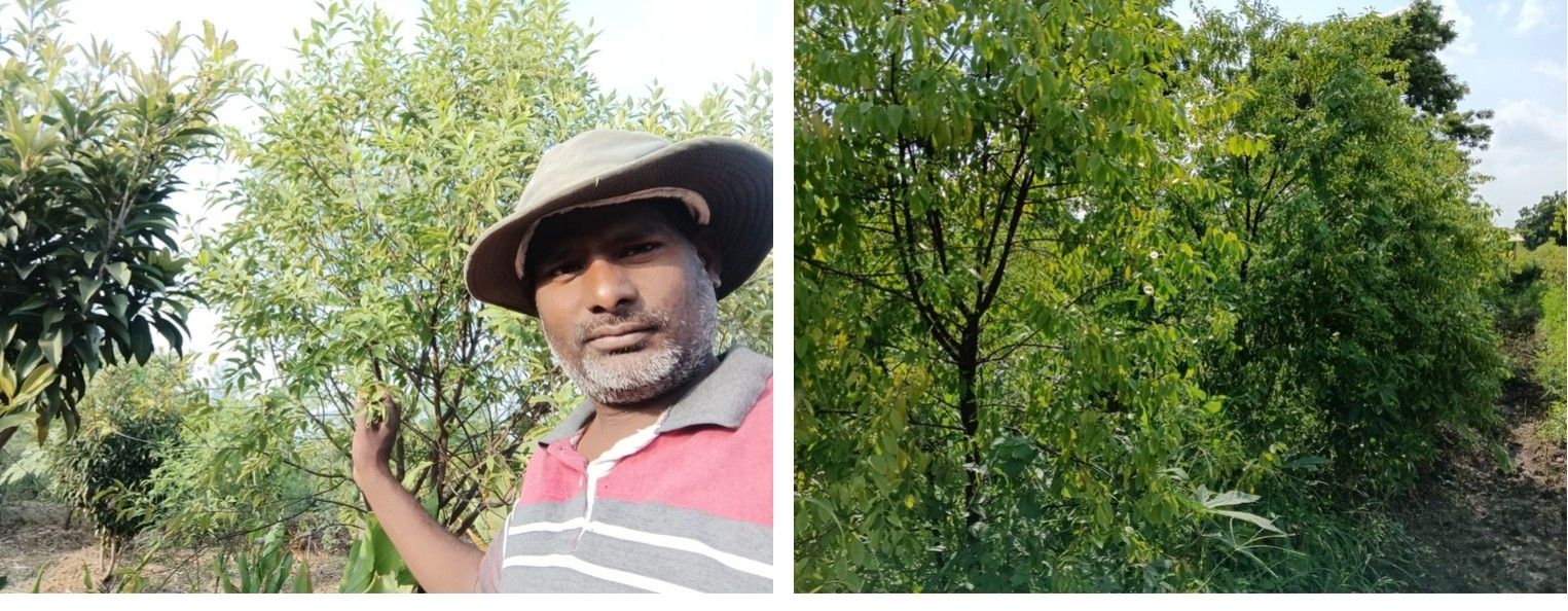 Sandalwood Farming
