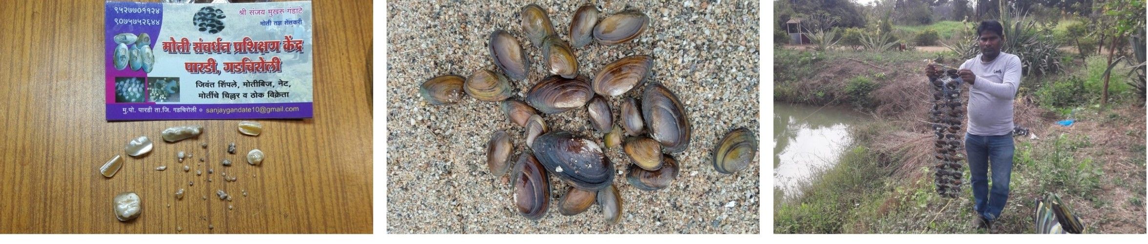 Pearl Farming