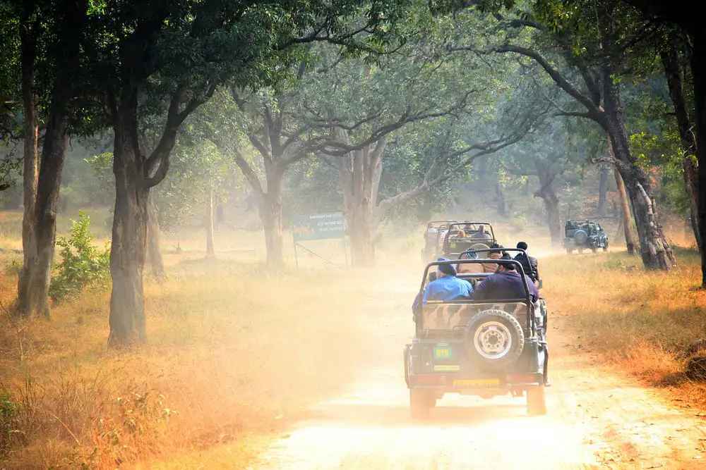 tiger safari dholpur