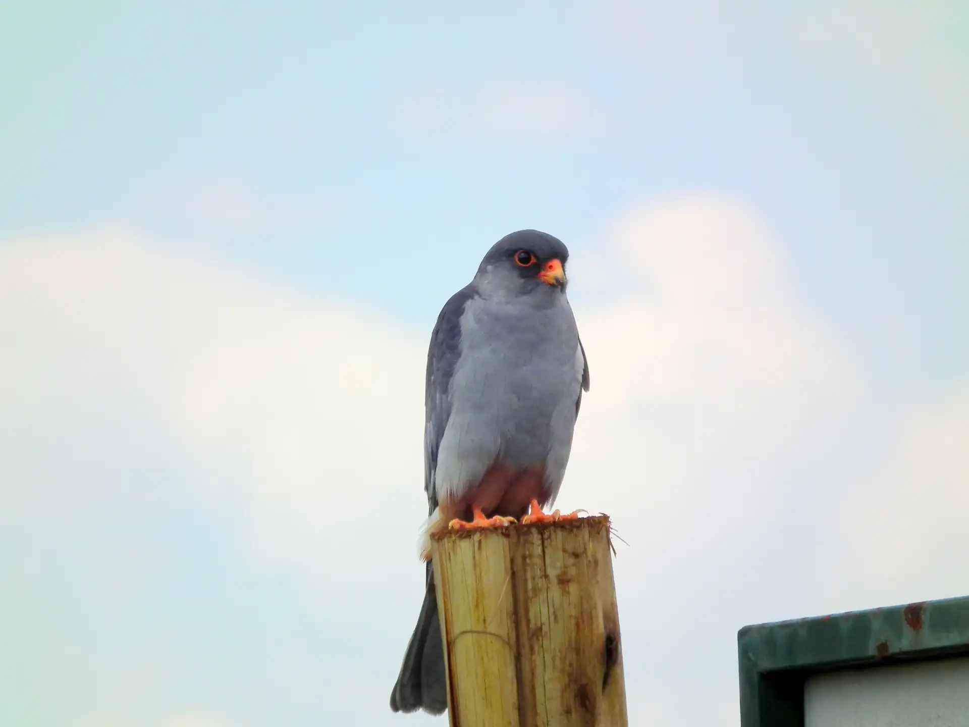 Amur Falcon