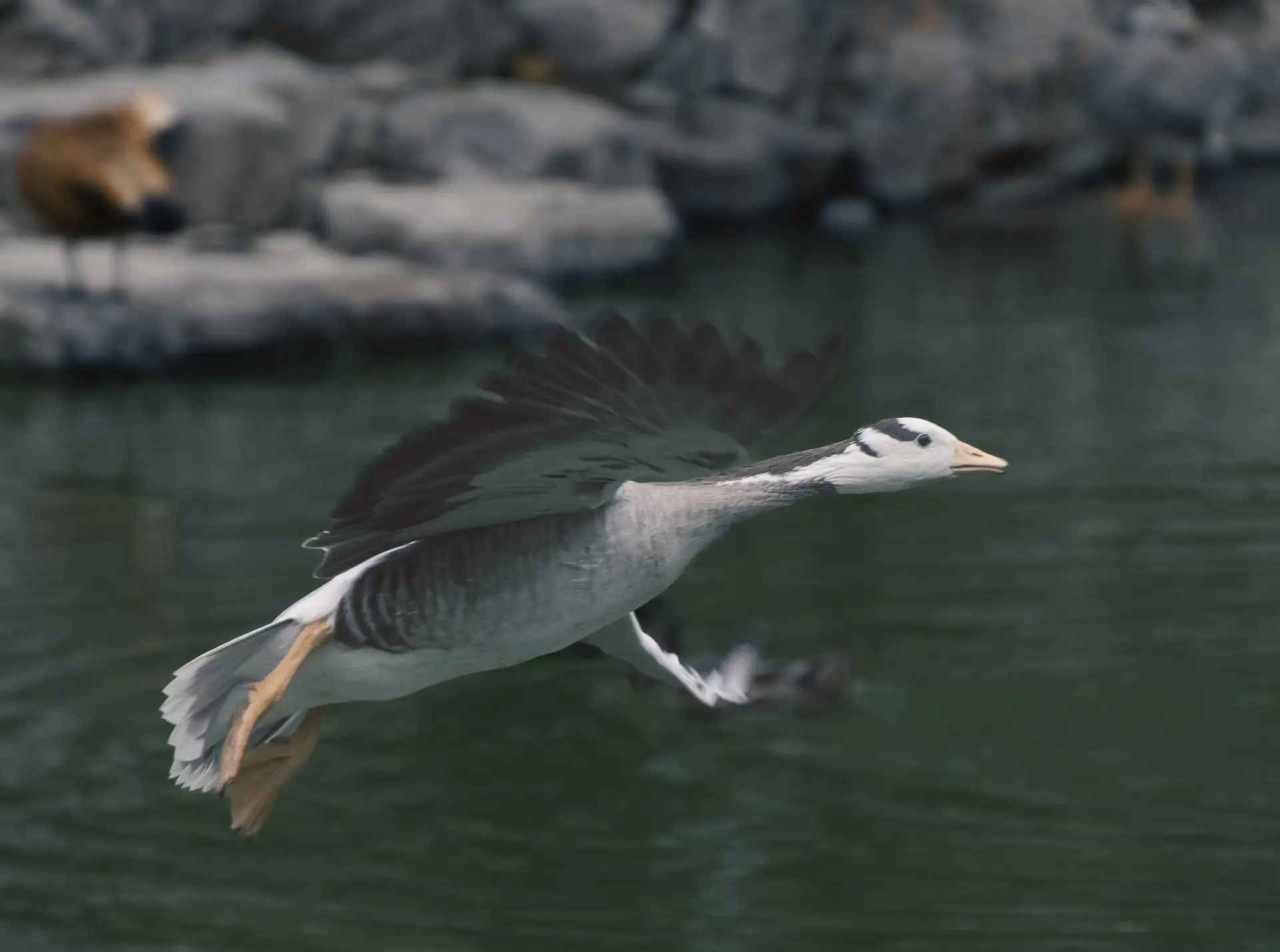 Bar-headed Goose