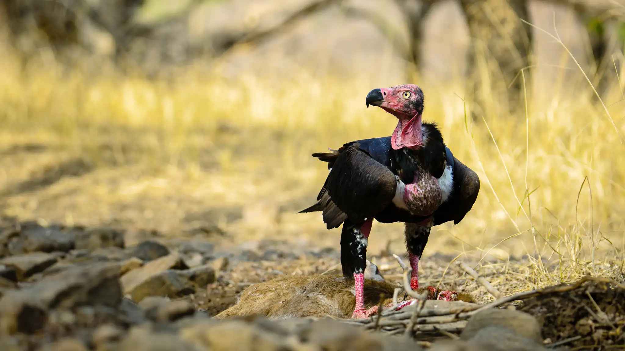 Red-headed-vulture