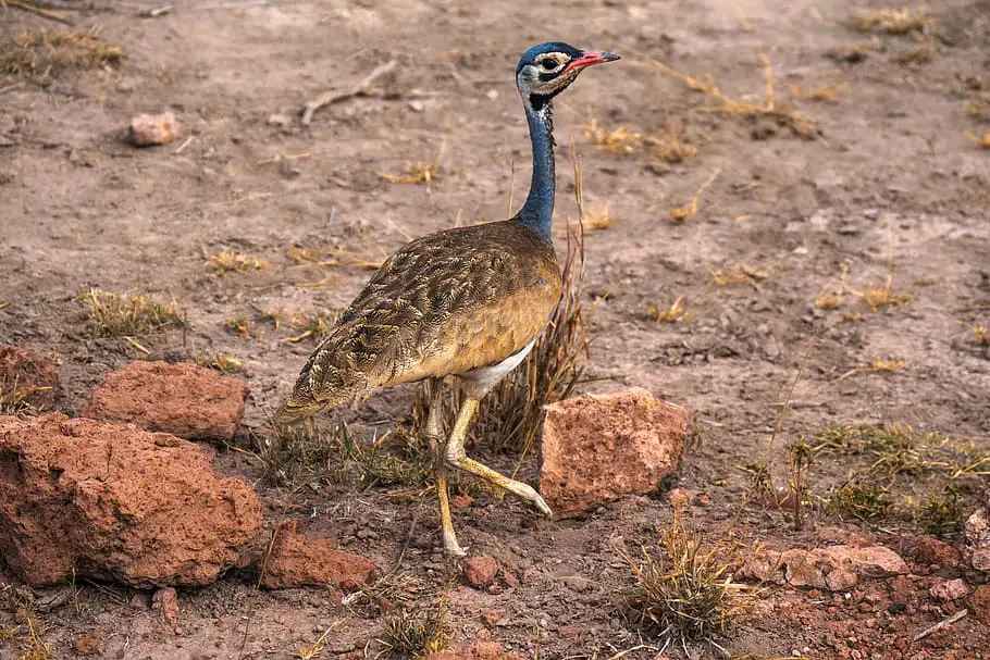 great-indian-bustard