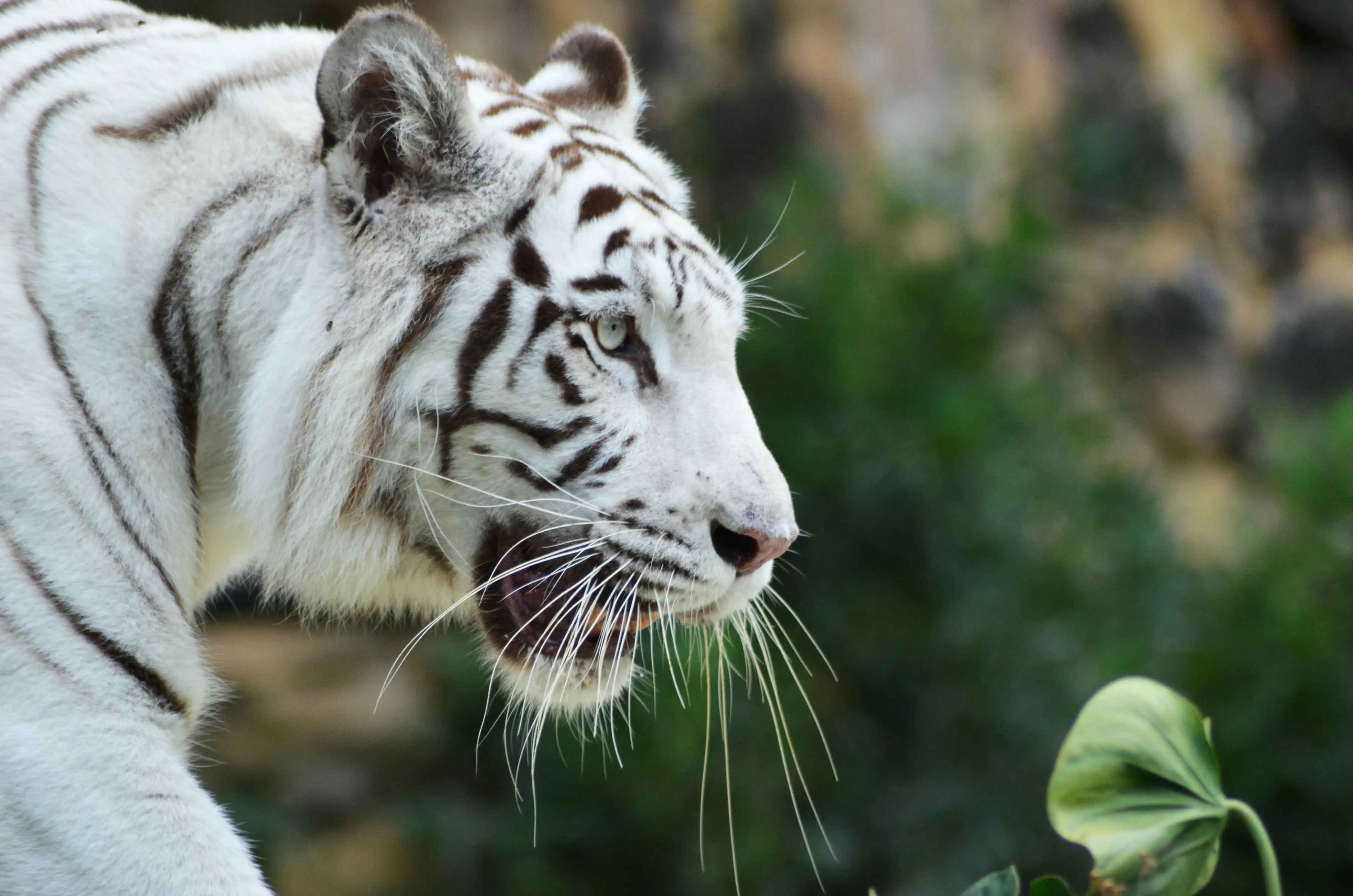 वीरांगना दुर्गावती अभ्यारण्य: भारत में नवीनतम बाघ अभ्यारण्य
